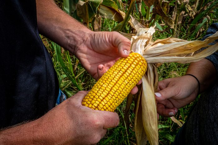 A farmer holding corn